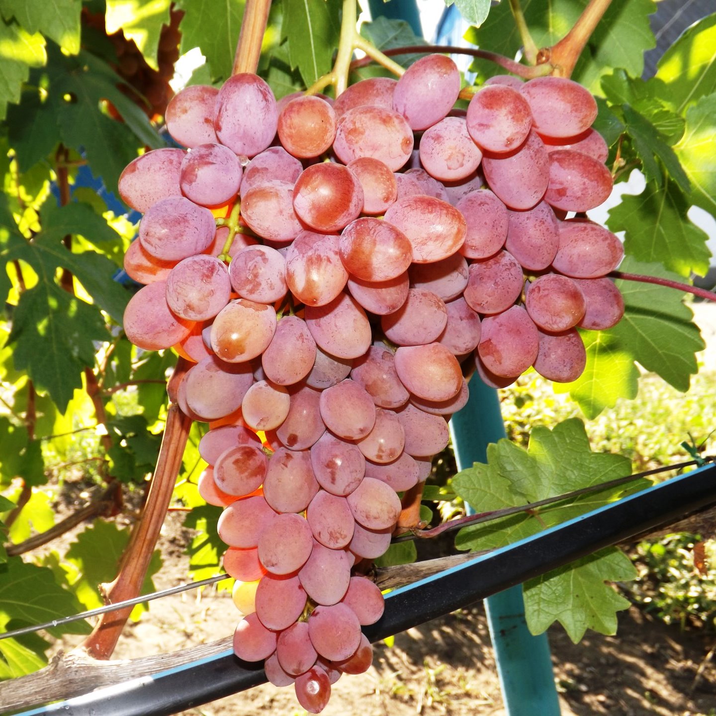 Розовый виноград Румба