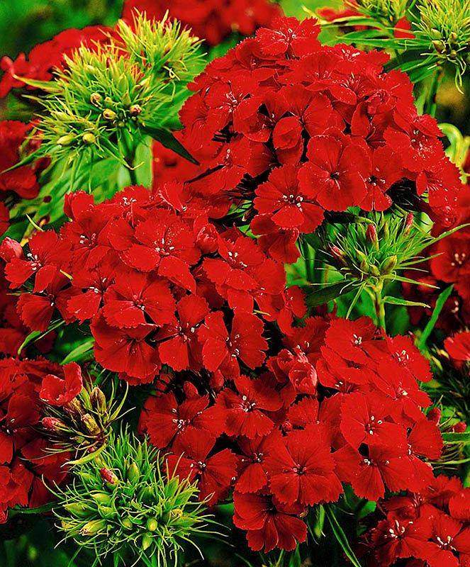 Гвоздика турецкая гвоздика фото цветов